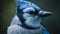 Close-Up Blue Jay\\\'s Intense Gaze Captured in Stunning Detail