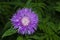 Close-up of blue-lilac cornflower Centaurea cyanus on the summer field. Macro photography of nature