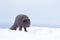 Close up of a Blue morph male arctic fox in winter