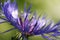 Close up of blue mountain cornflower