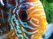 Close up of blue orange tribal pattern face discus ruby red eyes gorgeous full grown fish pretty puckering lips beautiful specimen