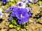 Close up of blue pansy flowers on an outdoors flowerbed on a sunny spring day. Spring bloom flowers in outdoor garden