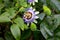 Close up of a blue passion flower, also called Passiflora caerulea or Blaue Passionsblume