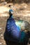 Close up of a blue peacock in the island of Lokrum, Croatia