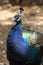 Close up of a blue peacock in the island of Lokrum, Croatia