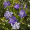 Close-up of blue periwinkle flowers