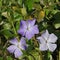 Close-up of blue periwinkle flowers