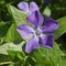 Close-up of blue periwinkle flowers