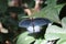 Close up of a blue Pipevine Swallowtail butterfly with torn wings resting on a leaf of a plant with wings open