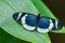 Close-up of a Blue Postman Butterfly