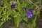 Close up of Blue potato bush flowers in Crete, Greece