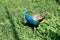 Close up of a blue pretty peacock standing on grass on a sunny day