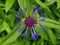 Close up of blue, purple cornflower or bachelor`s button flower with green background, Centaurea cyanus