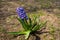 Close up of blue purple dutch hyacinth or garden hyacinth flowers fields in the park. Pretty colorful of hyacinth plants