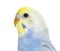 Close-up of a Blue rainbow Budgerigar bird head, isolated on whi