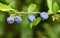 Close-up of blue, ripe sloes Prunus spinosa in autumn hanging from a branch against a green background