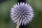 Close up of a blue Ruthenian Globe Thistle or Echinops Bannaticus with blurred background in a garden
