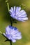 Close up of blue sailors blooming Cichorium intybus