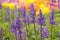 Close up of blue salvia flowers