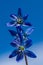 Close up of blue scilla flowers against a blue sky