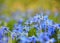 Close up blue spring Scilla flowers