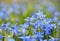 Close up blue spring Scilla flowers