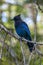 Close up of a blue Steller`s jay Cyanocitta stelleri, also called long-crested jay, mountain jay or pine jay