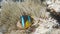 Close up of a blue stripe clownfish and anemone on a shallow reef in fiji