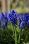 Close up blue Summer hyacinth in the garden