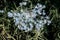 Close-up of a blue thorn