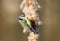 Close up of a Blue tit feeding on a typha seeds