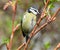 Close-up of Blue Tit sitting on a twig with sprouting leaves and flower buds