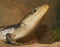 A Close Up of a Blue-tongued Skink