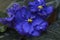 Close-up of blue violets blossom