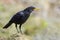 A close up of a Blue Whistling-Thrush standing on the rock