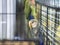 Close-up blue-white colored lovebirds standing in cage