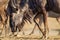 Close up of a blue Wildebeest walking past