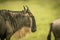 Close-up of blue wildebeest walking in rain