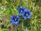 Close up of blue wildflowers clusius\\\' gentian