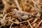 Close-up of a blue-winged wasteland insect Oedipoda caerulescens, which is well camouflaged on barren arid land in Sicily