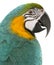 Close-up of Blue and Yellow Macaw, Ara Ararauna