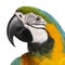 Close-up of Blue-and-Yellow Macaw, Ara ararauna