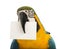 Close-up of a Blue-and-yellow Macaw, Ara ararauna, 30 years old, holding a white card in its beak