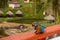 Close-up on blue and yellow macaw, parrot walks on a wall in Colombia