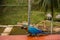 Close-up on blue and yellow macaw, parrot walks on a wall in Colombia