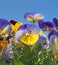 Close up of blue and yellow tricolor pansies in bright sunlight against a vibrant blue sky