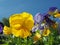 Close up of blue and yellow tricolor pansies in bright sunlight against a vibrant blue sky