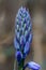 Close up of Bluebell buds