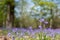 Close up of bluebell flower amid carpet of wild bluebells, photographed at Pear Wood in Stanmore, Middlesex, UK