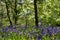 Close up of bluebell flowers in a carpet of bluebells in spring, photographed at Pear Wood in Stanmore, Middlesex, UK